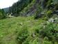 jašterica bystrá (5.6.2013)